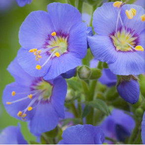 Polemonium caeruleum Bambino Blue - Jakobsstige