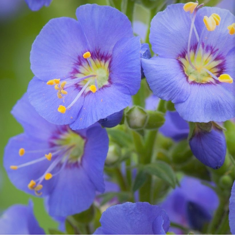 Polemonium caeruleum Bambino Blue - Jakobsstige
