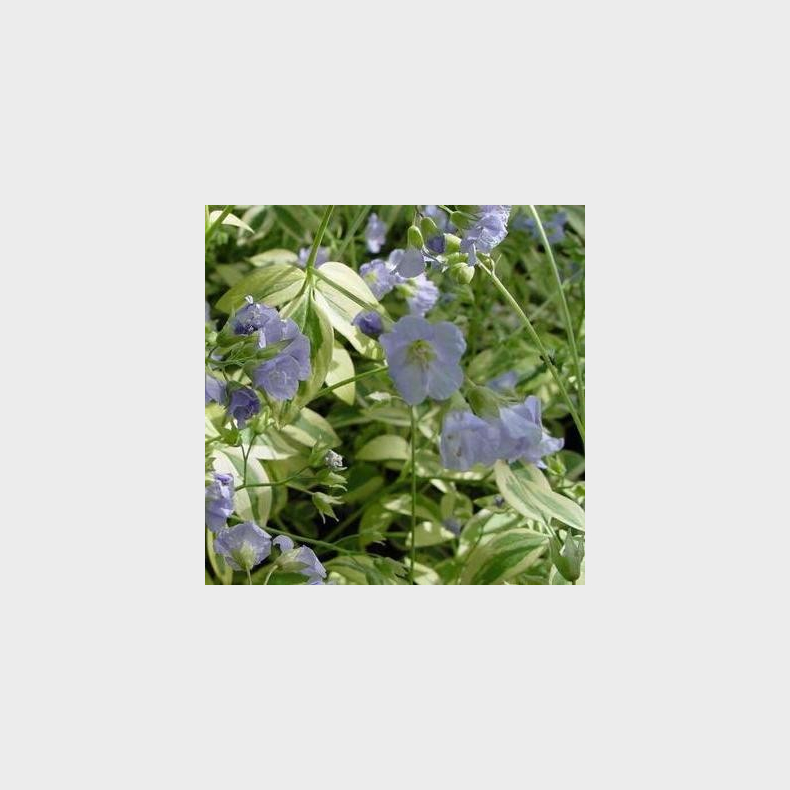 Polemonium hybrida Stairway to Heaven - Jakobsstige 