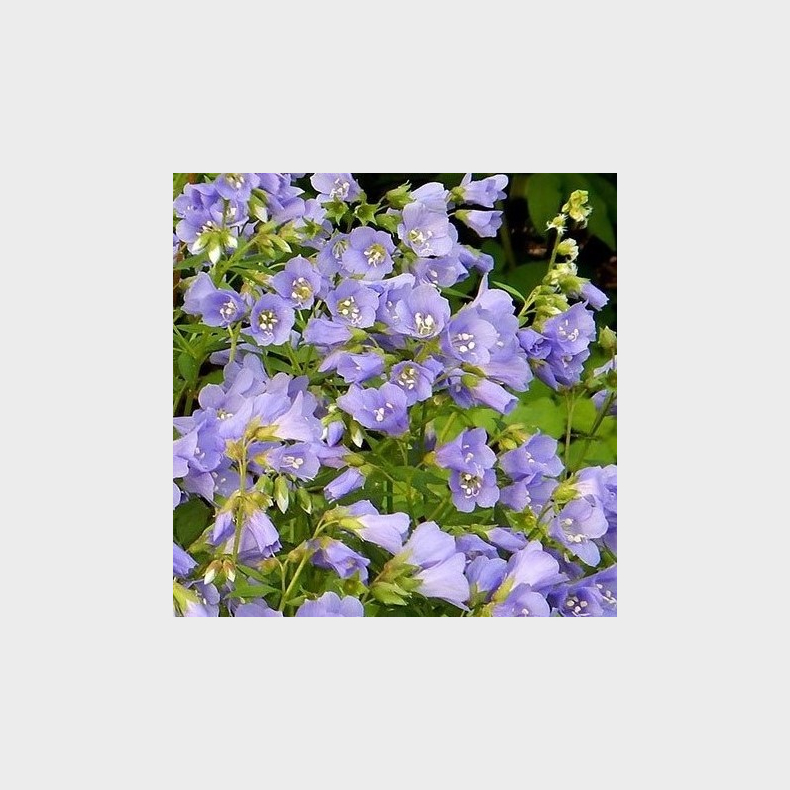 Polemonium reptans -  Jakobsstige