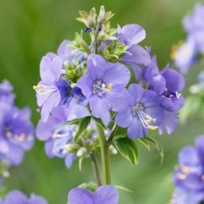 Polemonium reptens Blue Pearl  - Jacobsstige