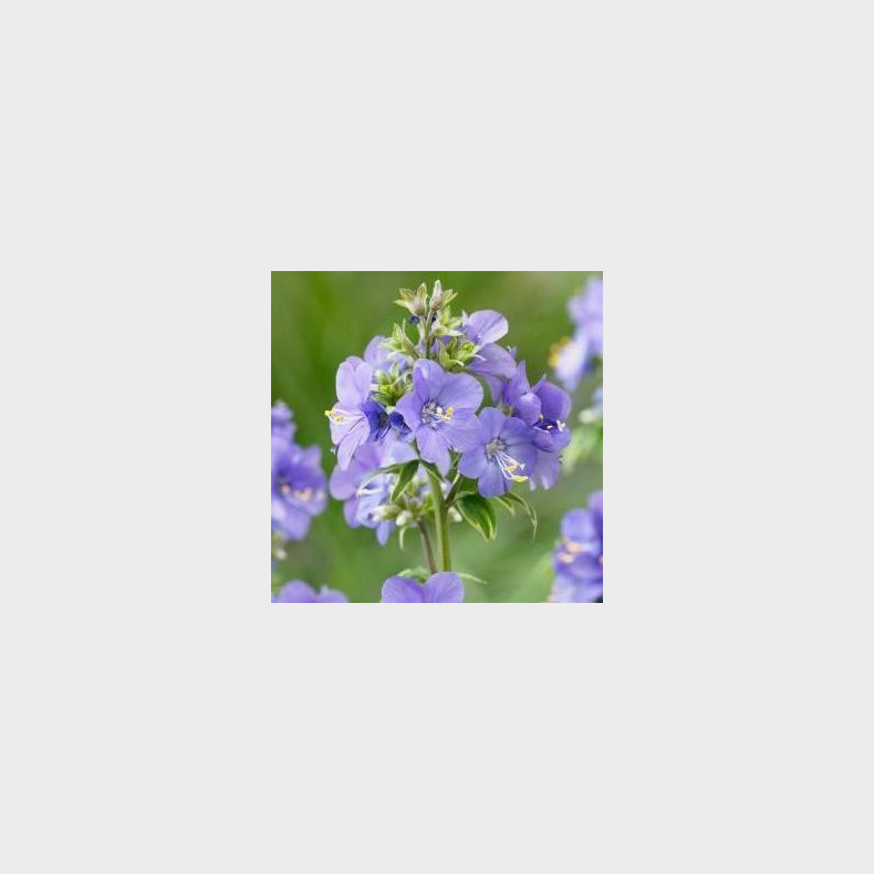 Polemonium reptens Blue Pearl  - Jacobsstige