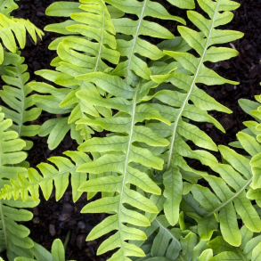 Polypodium vulgare - Almindelig Engels�d