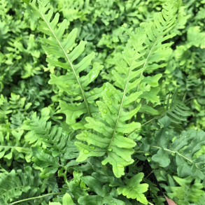 Polypodium vulgare Bifido Multifidum - Engels�d