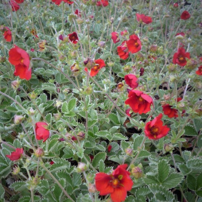 Potentilla atrosanguinea - R�d potentil