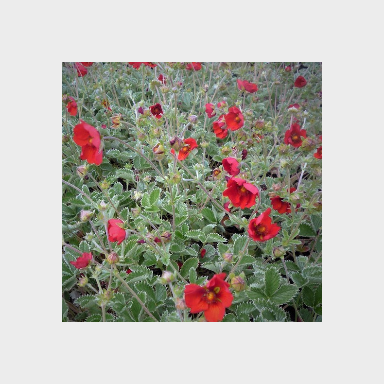 Potentilla atrosanguinea - Rd potentil