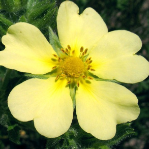 Potentilla recta var. sulphurea - Rank Potentil