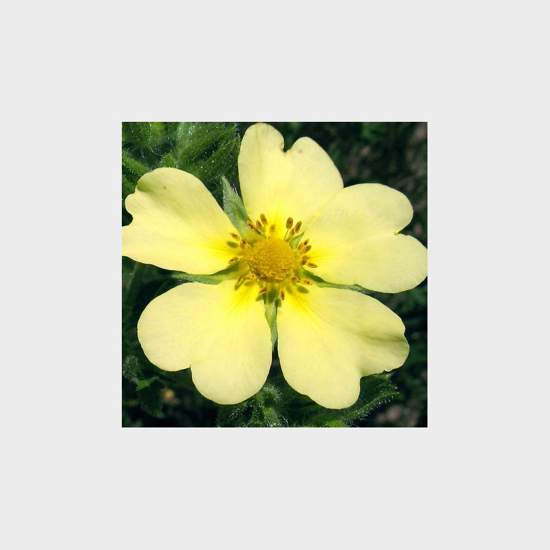 Potentilla recta var. sulphurea - Rank Potentil