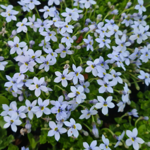 Pratia fluviatilis - Bl�kryb