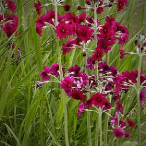Primula japonica Millers Crimson - Etageprimula