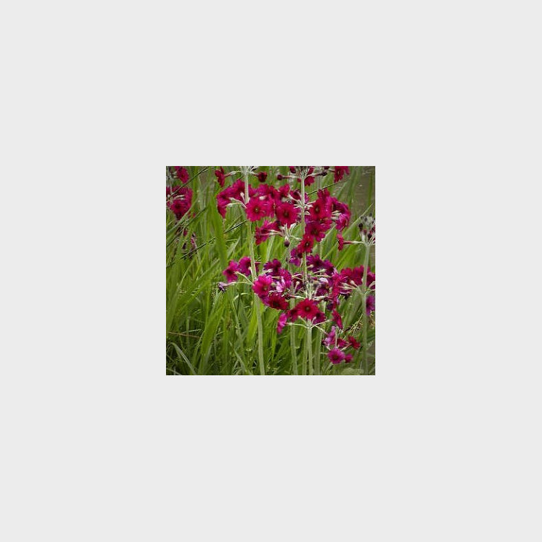 Primula japonica Millers Crimson - Etageprimula
