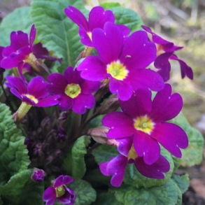 Primula juliae Wanda - Tppeprimula