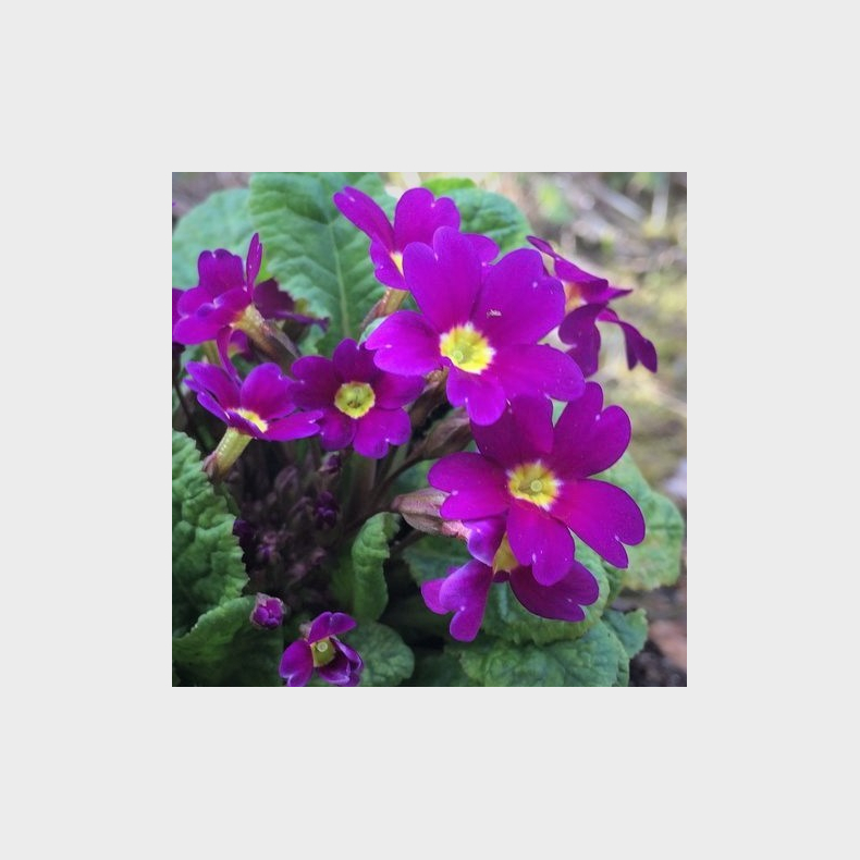 Primula juliae Wanda - Tppeprimula