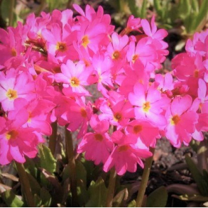 Primula rosea - Rosenprimula