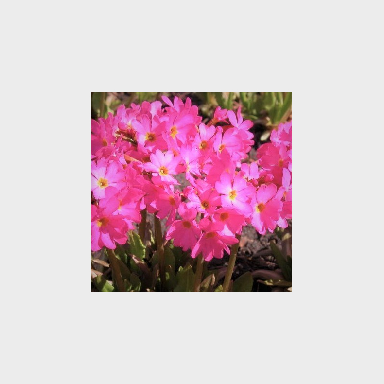 Primula rosea - Rosenprimula