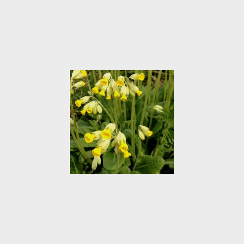 Primula veris - Hulkravet kodriver botanisk