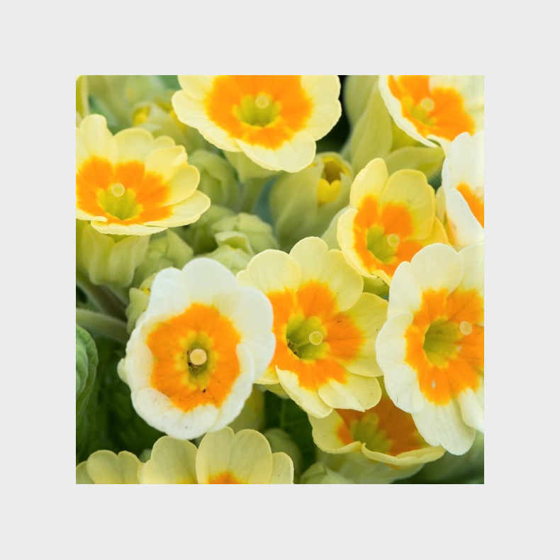 Primula veris Lime With Orange - Kodriver