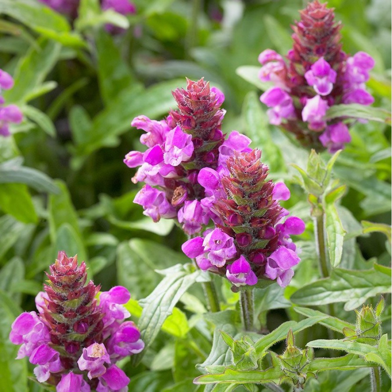 Prunella hybrida Summer Daze - Brunelle