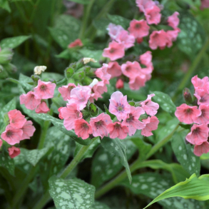 Pulmonaria hybrida Pretty in Pink - Lungeurt
