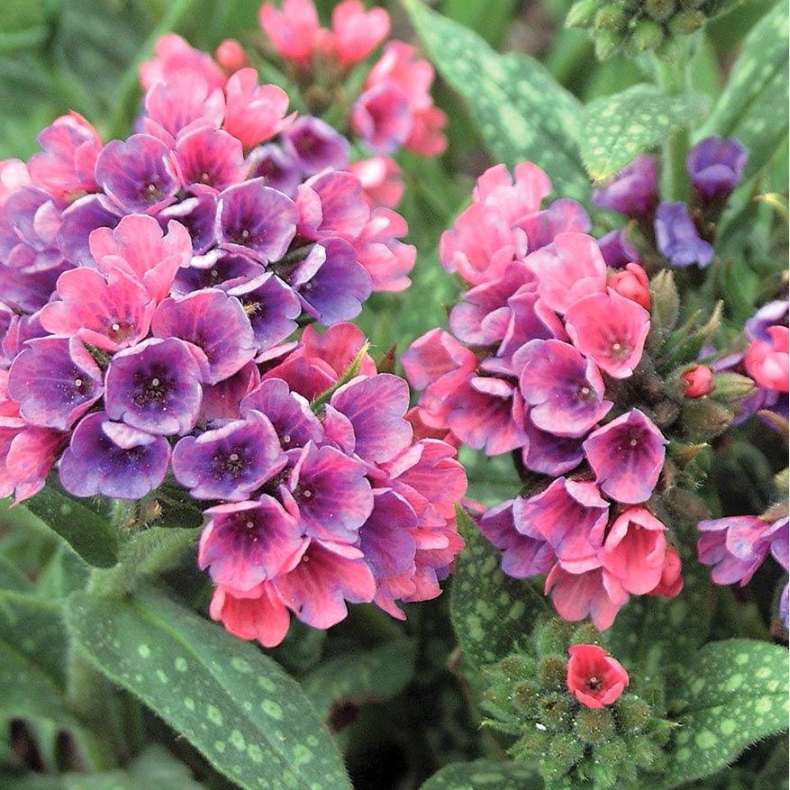 Pulmonaria hybrida Raspberry Splash - Lungeurt