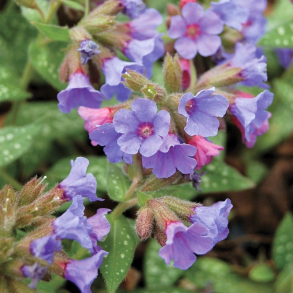 Pulmonaria hybrida Trevi Fountain - Lungeurt