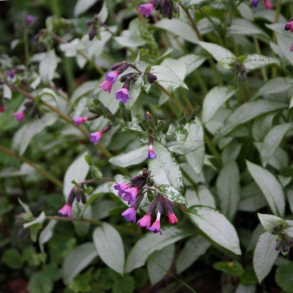 Pulmonaria Majestee - Lungeurt