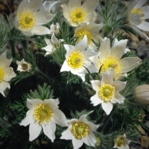 Pulsatilla vulgaris Alba - Hvid Kobj�lde
