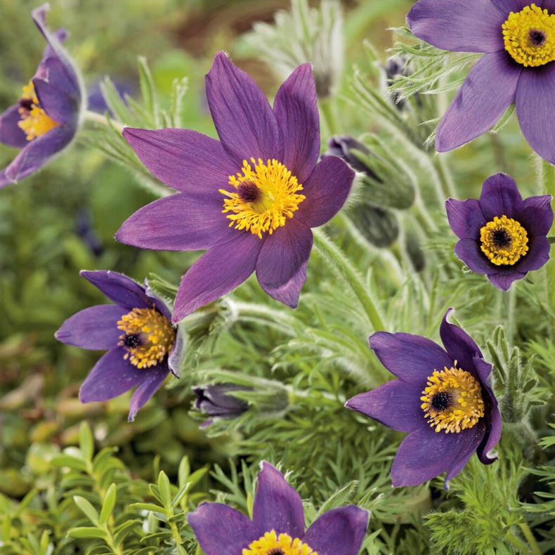 Pulsatilla vulgaris Blaue Glocke - Opret Kobj�lde