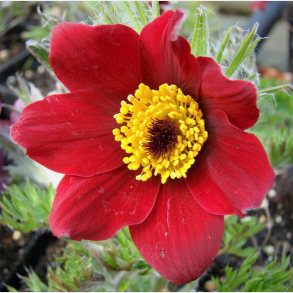 Pulsatilla vulgaris R�de Klokke - Kobj�lde