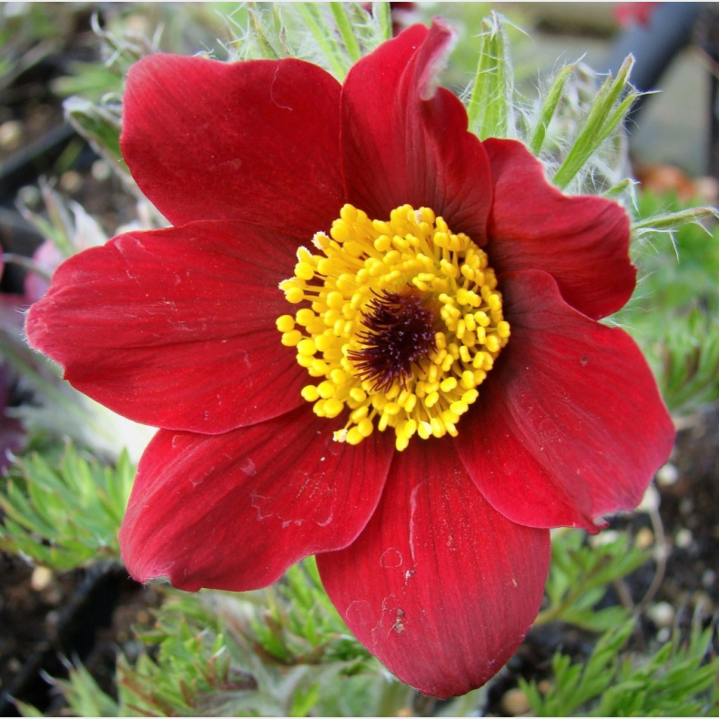 Pulsatilla vulgaris R�de Klokke - Kobj�lde