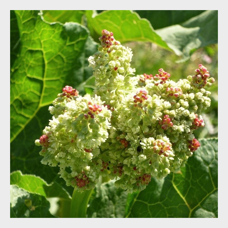 Rheum officinale - Kinesisk Rabarber 