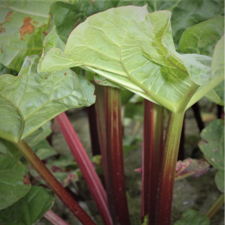 Rheum rhabarbarum Victoria - Rabarber