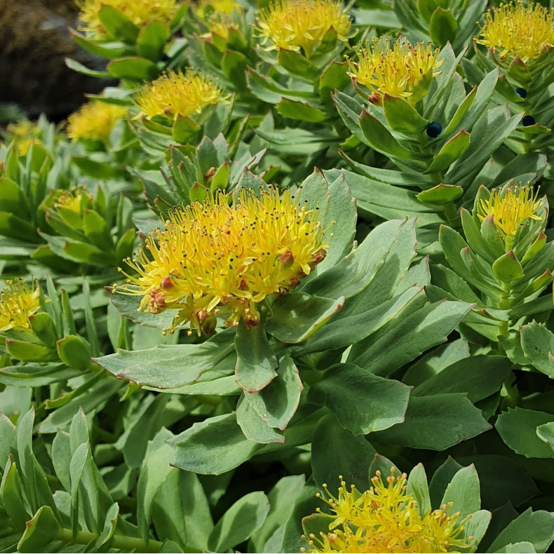 Rhodiola rosea - Rosenrod