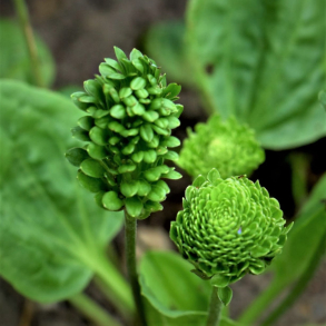 Plantago major Rosularis - Roset vejbred 