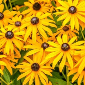 Rudbeckia fulgida speciosa - Str�lesolhat