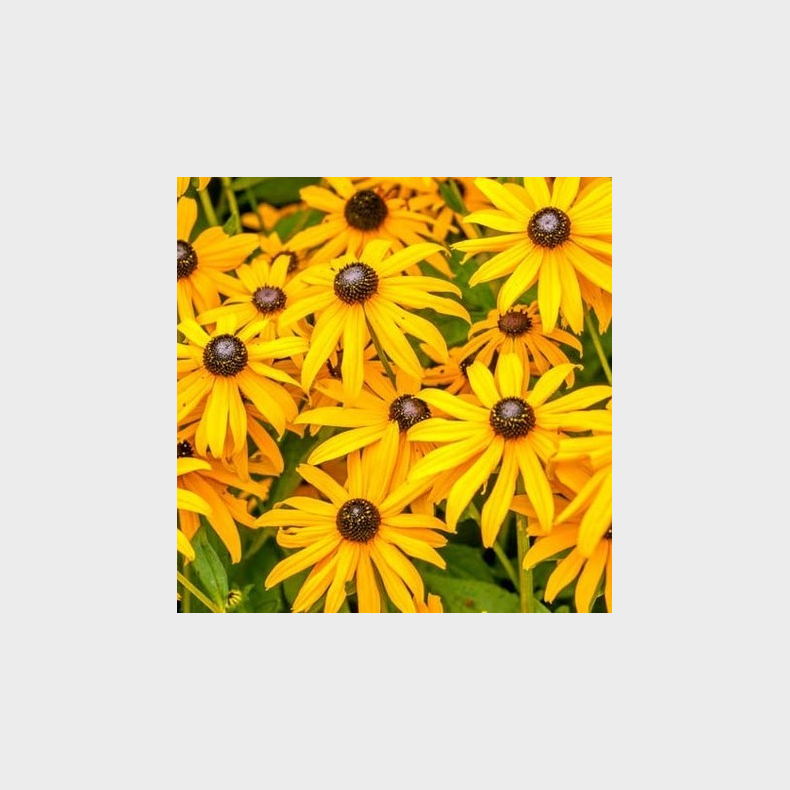 Rudbeckia fulgida speciosa - Str�lesolhat