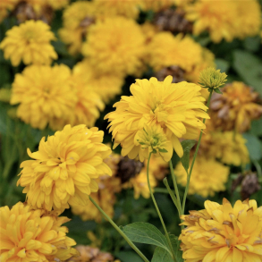 Rudbeckia laciniata Goldquelle - Solhat 1L