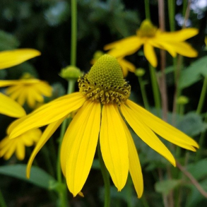 Rudbeckia laciniata - K�mpe Solhat