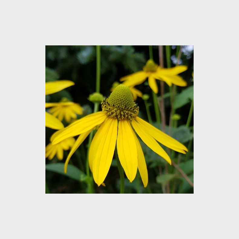 Rudbeckia laciniata - K�mpe Solhat