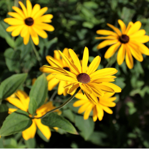 Rudbeckia subtomentosa - Solhat