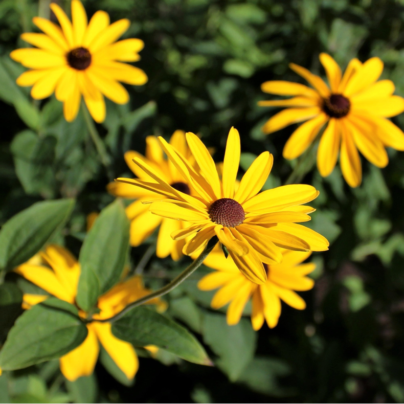 Rudbeckia subtomentosa - Solhat