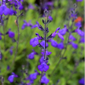 Salvia greggii Blue Note - Solbrsalvie vinterly krves