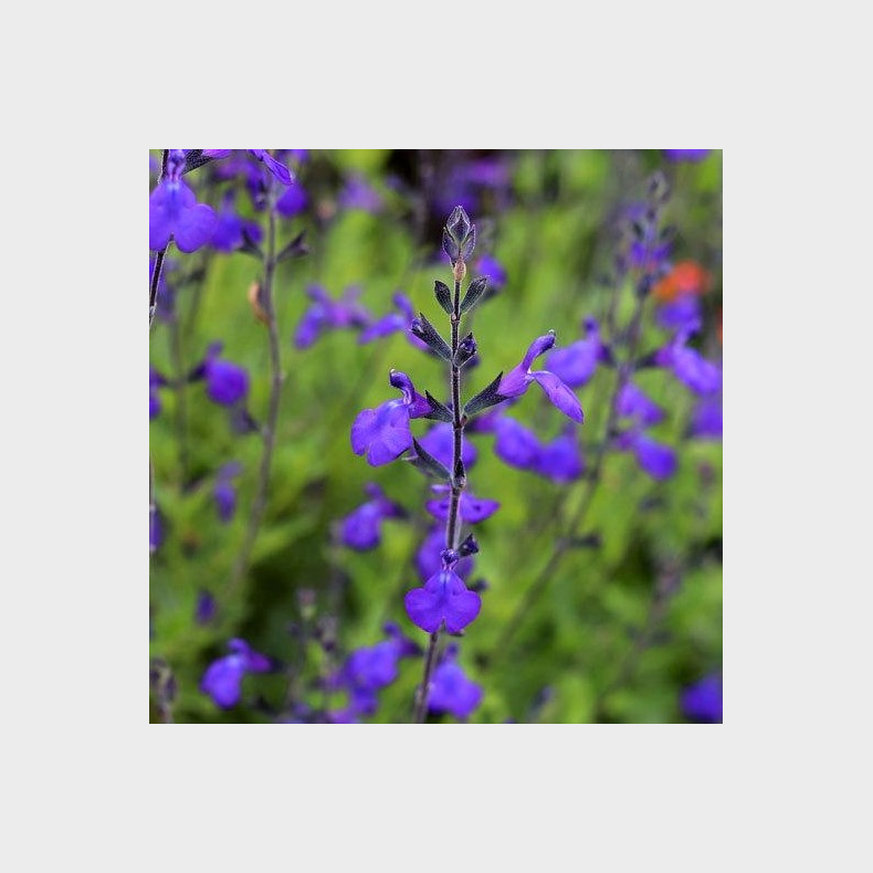 Salvia greggii Blue Note - Solbrsalvie vinterly krves