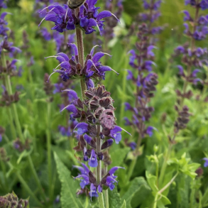 Salvia nemorosa Mainacht - Staudesalvie