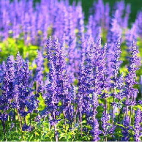 Salvia nemorosa Blauknigin - Prydsalvie
