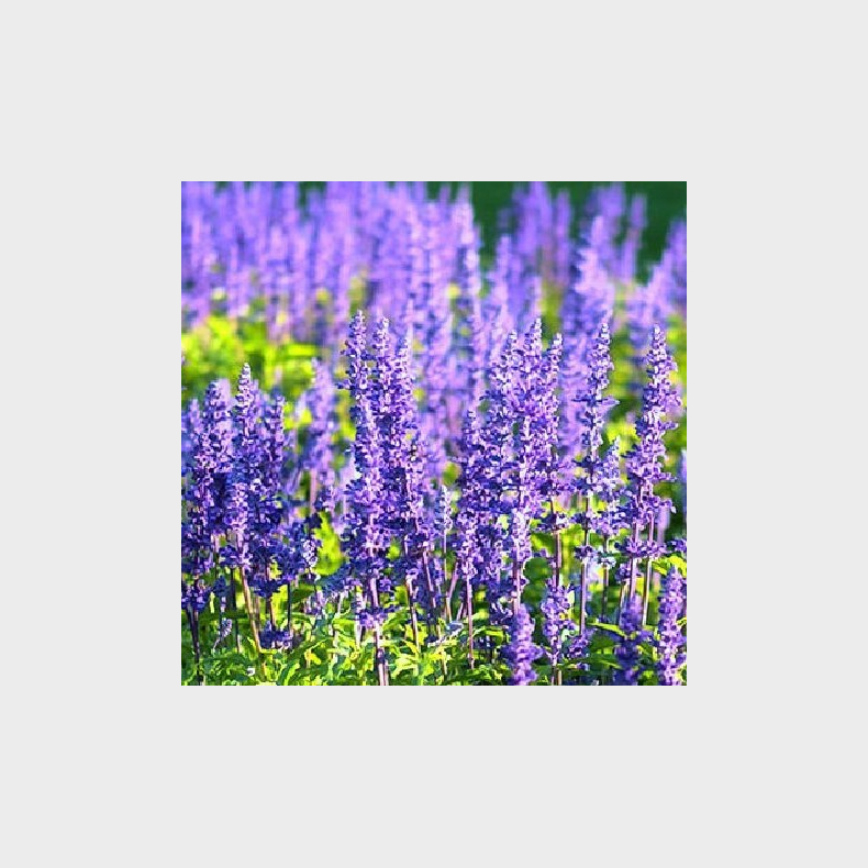Salvia nemorosa Blauknigin - Prydsalvie