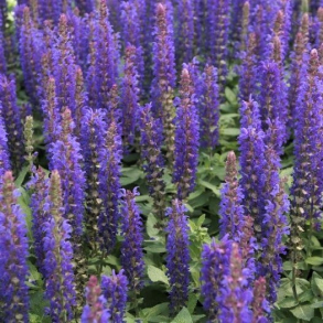 Salvia nemorosa Blue Bouquetta - Salvie