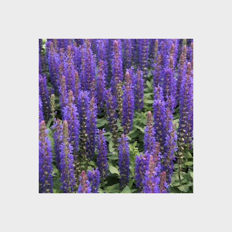 Salvia nemorosa Blue Bouquetta - Salvie