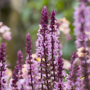 Salvia nemorosa Caradonna Pink - Staudesalvie