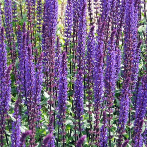 Salvia nemorosa Caradonna - Staudesalvie